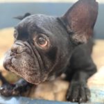 Franz. Bulldogge Pepe, 11/2016, ca. 35 cm