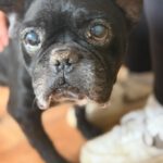 Franz. Bulldogge Pepe, 11/2016, ca. 35 cm