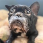 Franz. Bulldogge Pepe, 11/2016, ca. 35 cm