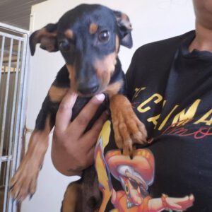 Pinscher Mischling Pitufo, 05/2026, Endgröße ca. 40 cm
