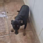 Pinscher Mischling Pitufo, 05/2026, Endgröße ca. 40 cm
