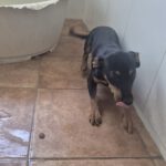 Pinscher Mischling Pitufo, 05/2026, Endgröße ca. 40 cm