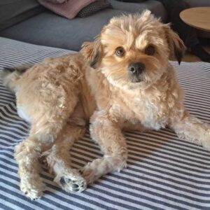 Terrier Mischling Pluto, 10/2019, ca. 30 cm, 61200 Wölfersheim-Södel