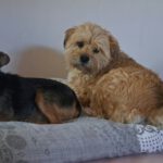 Terrier Mischling Pluto, 10/2019, ca. 30 cm, 61200 Wölfersheim-Södel