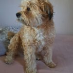Terrier Mischling Pluto, 10/2019, ca. 30 cm, 61200 Wölfersheim-Södel