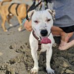Jack Russel Terrier Mischling Raquel, 03/2025, ca. 30 cm