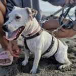 Jack Russel Terrier Mischling Raquel, 03/2025, ca. 30 cm