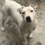 Jack Russel Terrier Mischling Raquel, 03/2025, ca. 30 cm