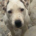 Jack Russel Terrier Mischling Raquel, 03/2025, ca. 30 cm