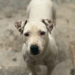Jack Russel Terrier Mischling Raquel, 03/2025, ca. 30 cm