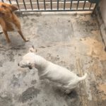 Jack Russel Terrier Mischling Raquel, 03/2025, ca. 30 cm