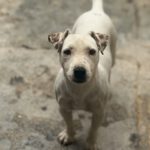 Jack Russel Terrier Mischling Raquel, 03/2025, ca. 30 cm