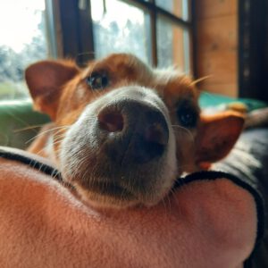 Podenco Rayo, 02/2019, ca. 49 cm, 93455 Traitsching