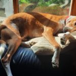 Podenco Rayo, 02/2019, ca. 49 cm, 93455 Traitsching