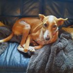 Podenco Rayo, 02/2019, ca. 49 cm, 93455 Traitsching