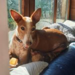 Podenco Rayo, 02/2019, ca. 49 cm, 93455 Traitsching