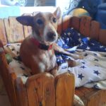 Podenco Rayo, 02/2019, ca. 49 cm, 93455 Traitsching
