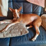 Podenco Rayo, 02/2019, ca. 49 cm, 93455 Traitsching