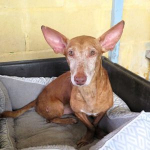 Podenco Rey, 12/2019, ca. 40 cm