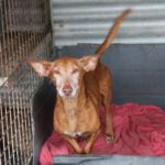 Podenco Rey, 12/2019, ca. 40 cm