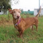 Podenco Rey, 12/2019, ca. 40 cm