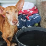 Podenco Rey, 12/2019, ca. 40 cm