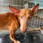 Podenco Rey, 12/2019, ca. 40 cm