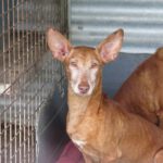 Podenco Rey, 12/2019, ca. 40 cm