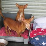 Podenco Rey, 12/2019, ca. 40 cm
