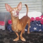 Podenco Rey, 12/2019, ca. 40 cm