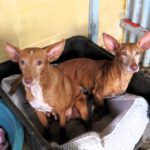 Podenco Rey, 12/2019, ca. 40 cm