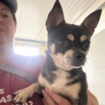 Chihuahua Rocky, 05/2022, ca. 25 cm