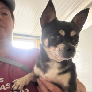 Chihuahua Rocky, 05/2022, ca. 25 cm