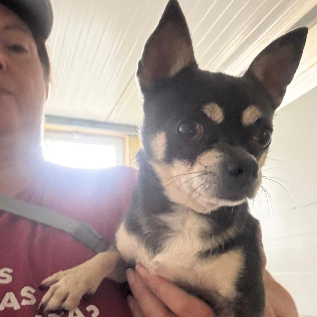 Chihuahua Rocky, 05/2022, ca. 25 cm