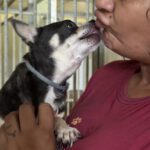 Chihuahua Rocky, 05/2022, ca. 25 cm