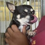 Chihuahua Rocky, 05/2022, ca. 25 cm