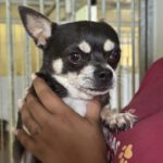 Chihuahua Rocky, 05/2022, ca. 25 cm