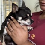 Chihuahua Rocky, 05/2022, ca. 25 cm