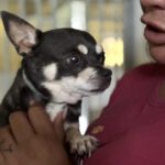 Chihuahua Rocky, 05/2022, ca. 25 cm