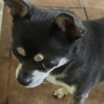 Chihuahua Rocky, 05/2022, ca. 25 cm