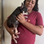 Chihuahua Rocky, 05/2022, ca. 25 cm
