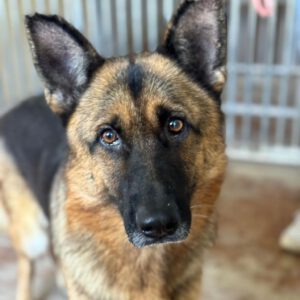 Deutscher Schäferhund Roxy, 10/2016, ca. 65 cm