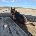 Deutscher Schäferhund Roxy, 10/2016, ca. 65 cm