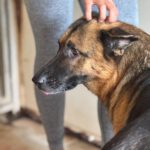 Deutscher Schäferhund Roxy, 10/2016, ca. 65 cm