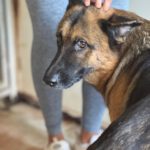 Deutscher Schäferhund Roxy, 10/2016, ca. 65 cm