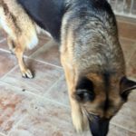 Deutscher Schäferhund Roxy, 10/2016, ca. 65 cm