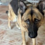 Deutscher Schäferhund Roxy, 10/2016, ca. 65 cm