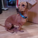 Podenco Mischling Rubia, 05/2022, ca. 29 cm, 12619 Berlin