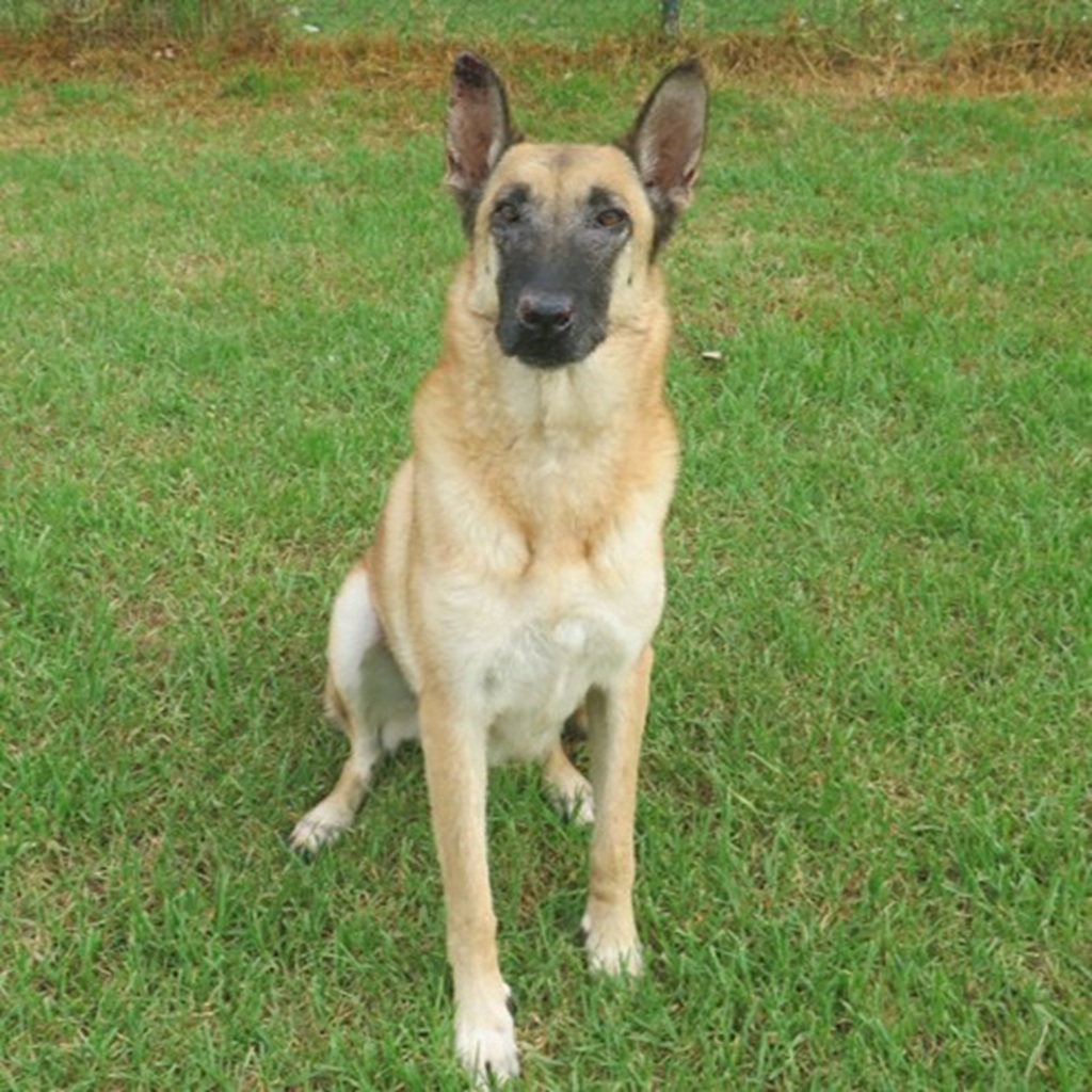 Malinois Mischling Sara, 09/2021, 65 cm