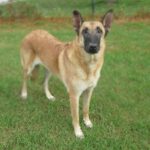 Malinois Mischling Sara, 09/2021, 65 cm